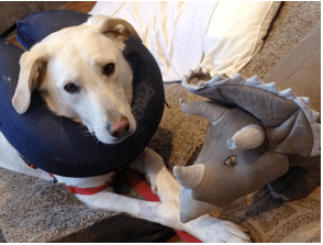 Hooper 3 days post TPLO surgery